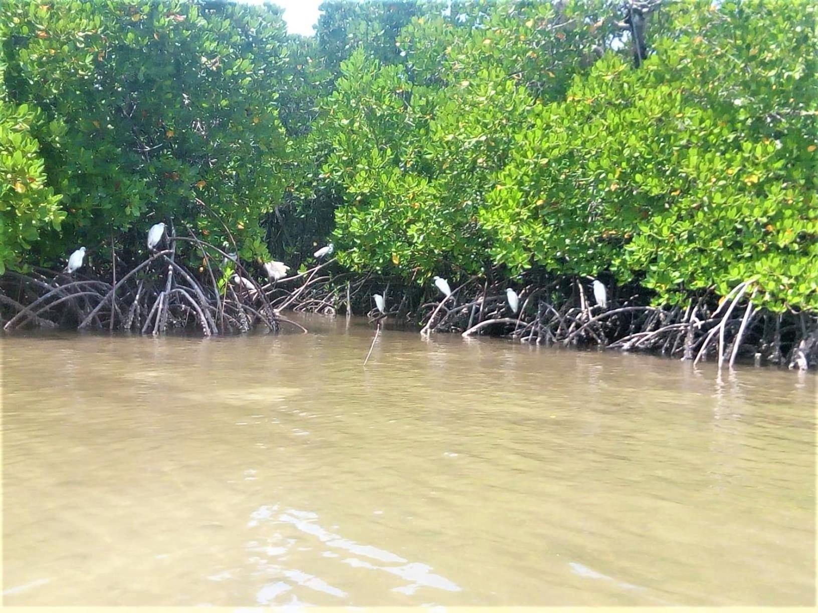 Mida Creek Nature Camp Watamu Luaran gambar